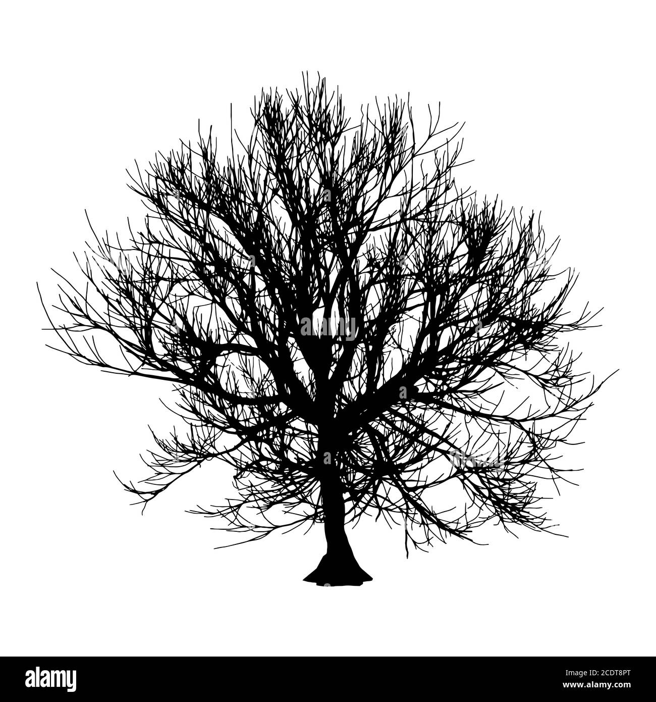 Nero albero secco in inverno o in autunno silhouette su sfondo bianco. illustrazione Foto Stock