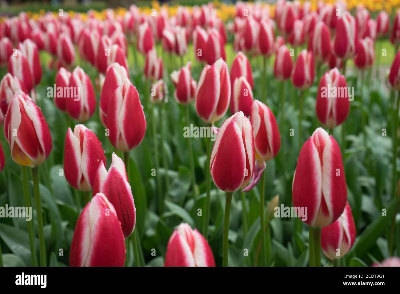 Colorati fiori di tulipano con uno sfondo bellissimo in un'estate luminosa giorno Foto Stock