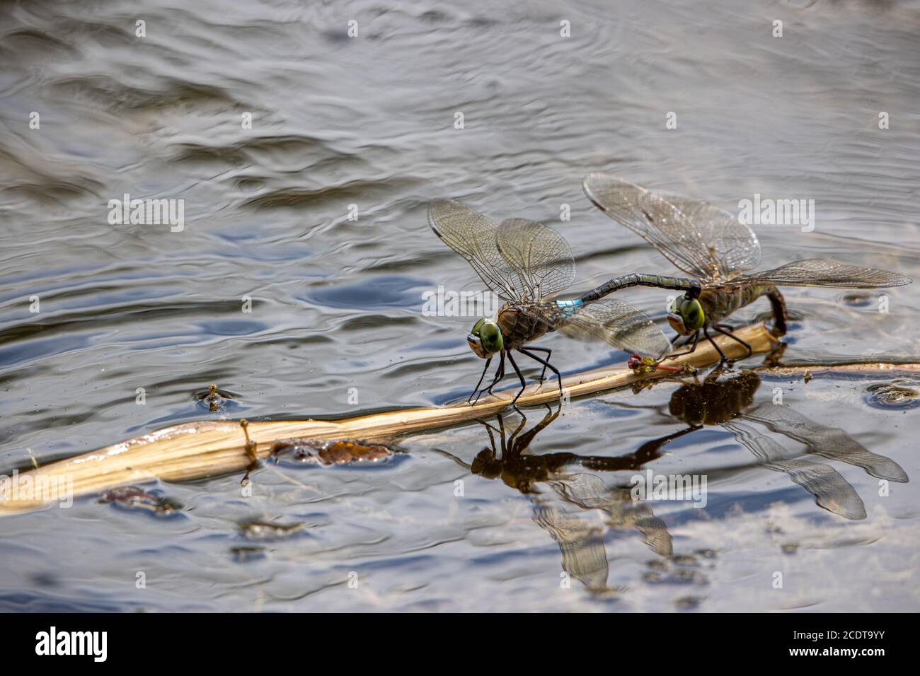 Un paio di imperatore minore in oviposizione Foto Stock