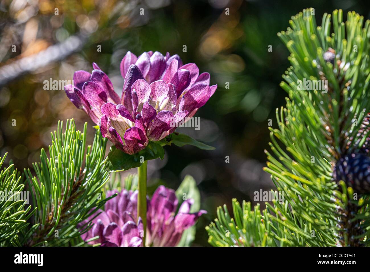 Genziana ungherese nelle alpi austriache (Rax) Foto Stock