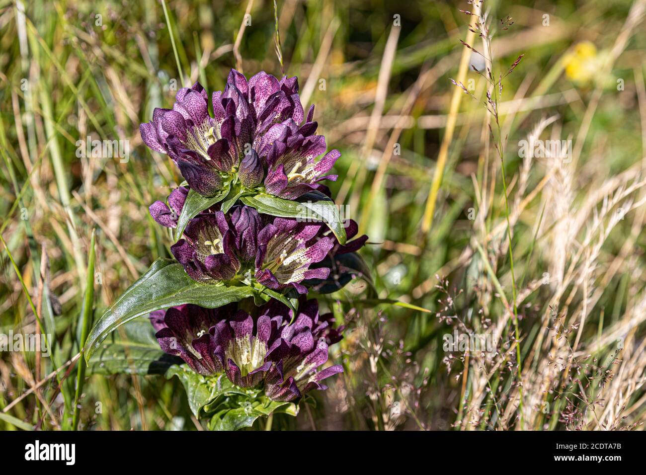 Genziana ungherese nelle alpi austriache (Rax) Foto Stock