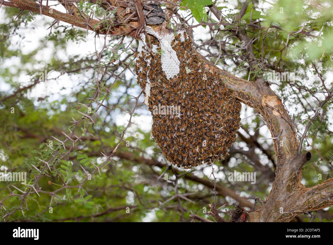 Una colonia di api africanizzate selvatiche o fuggite Foto Stock