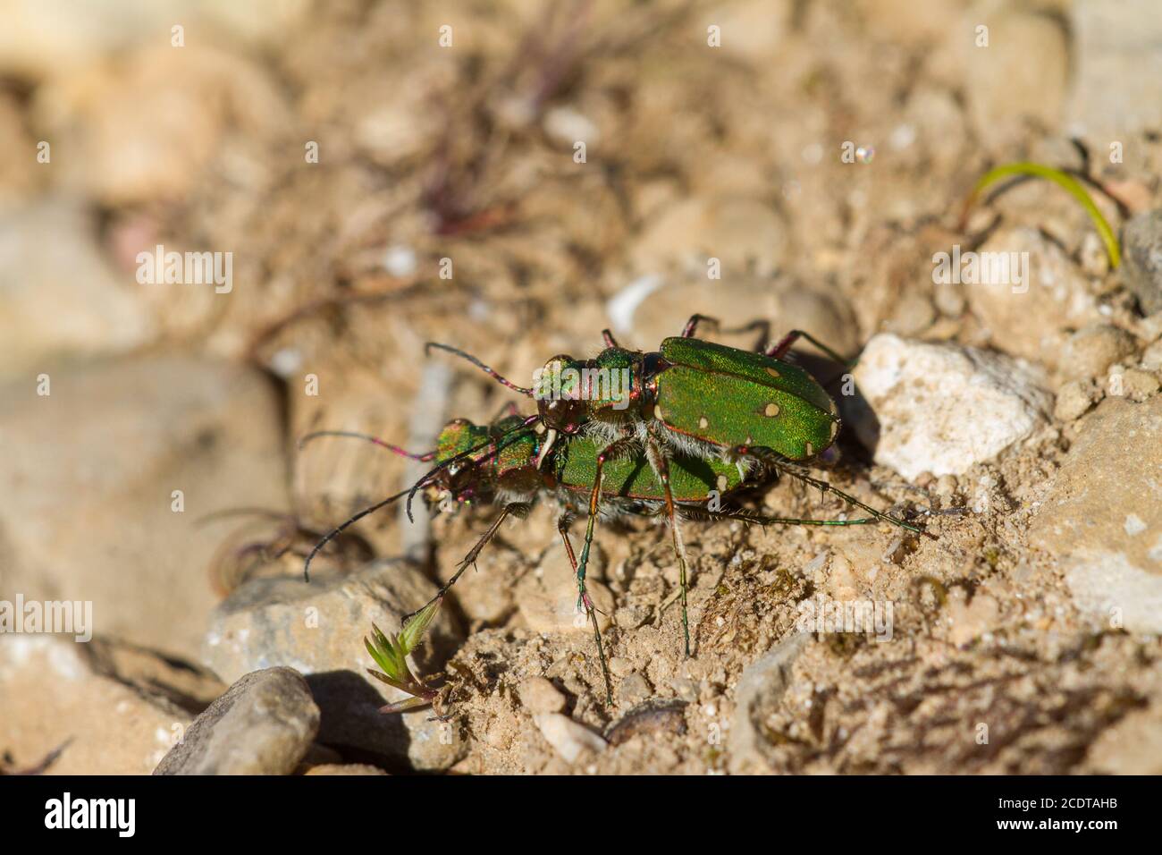 Coleotteri di tigre marocchine di accoppiamento Foto Stock