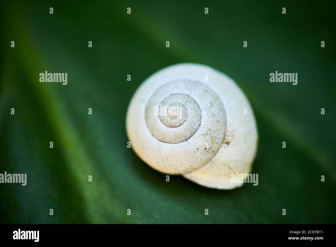 Guscio di una lumaca bianca Foto Stock