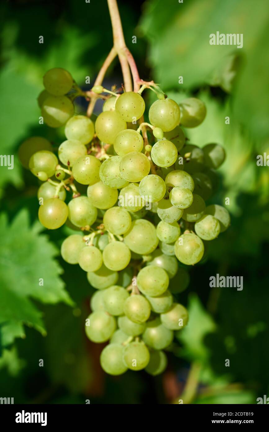 Bianco di uve del Vino Foto Stock