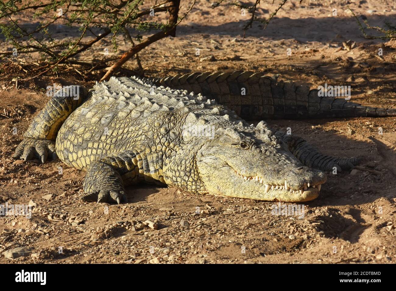 Crocodile crogiolarsi al sole Foto Stock