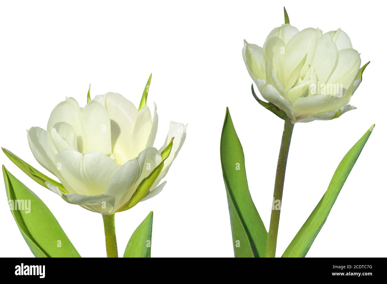 Due tulipani bianchi terrosi si avvicinano isolati su sfondo bianco Foto Stock