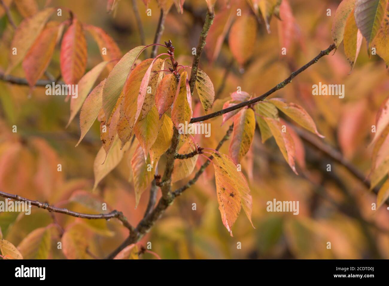 Fioritura cherry Foto Stock