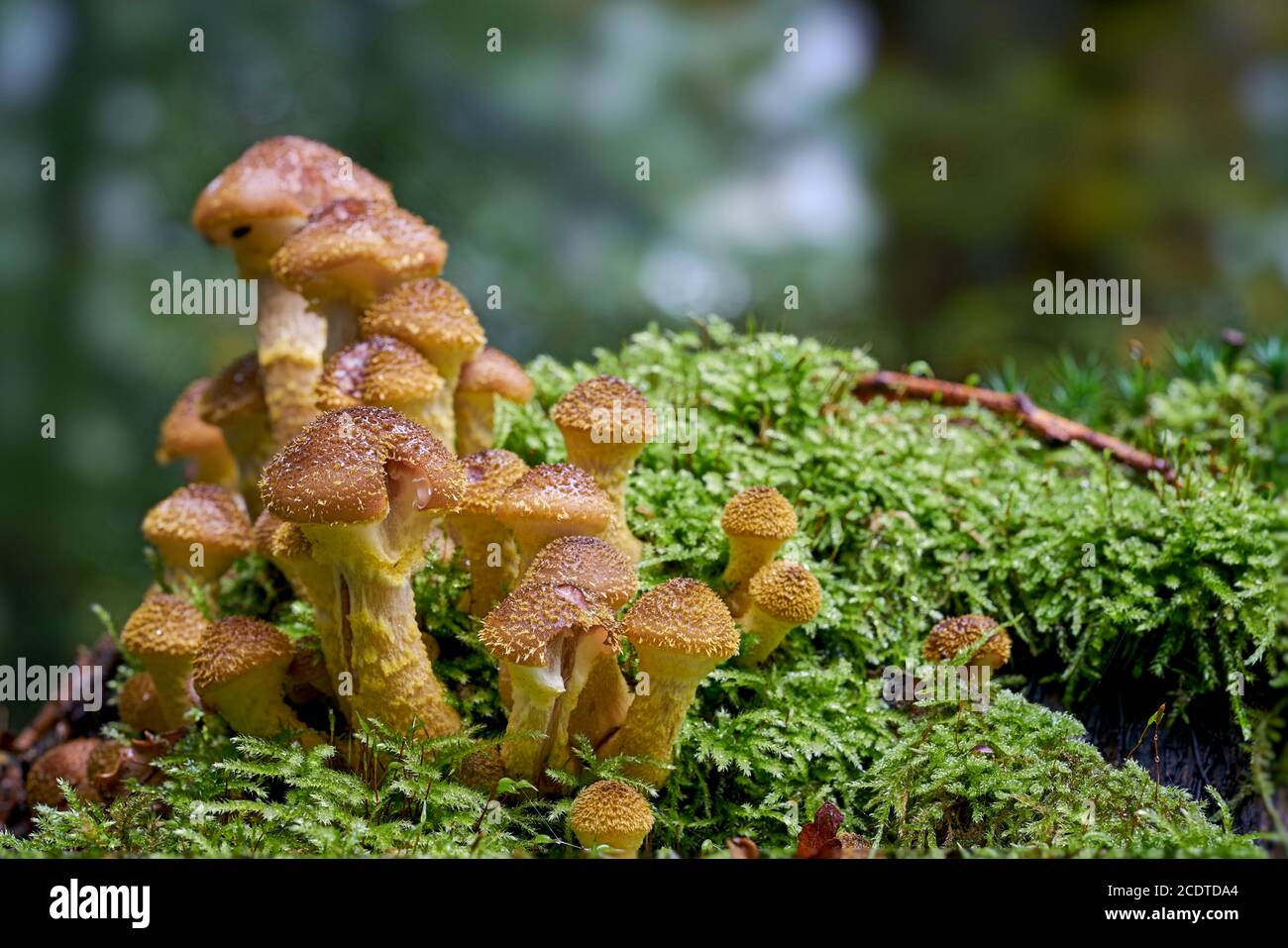Fungo di miele su un ceppo di albero in una foresta dentro autunno Foto Stock