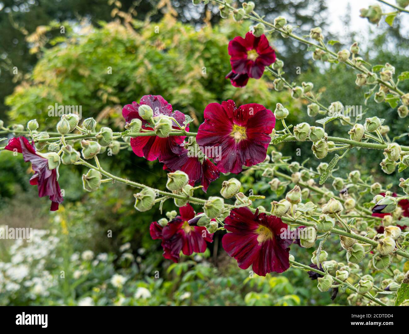 Bellissimi fiori e boccioli di hollyhock rosso scuro in un giardino Foto Stock