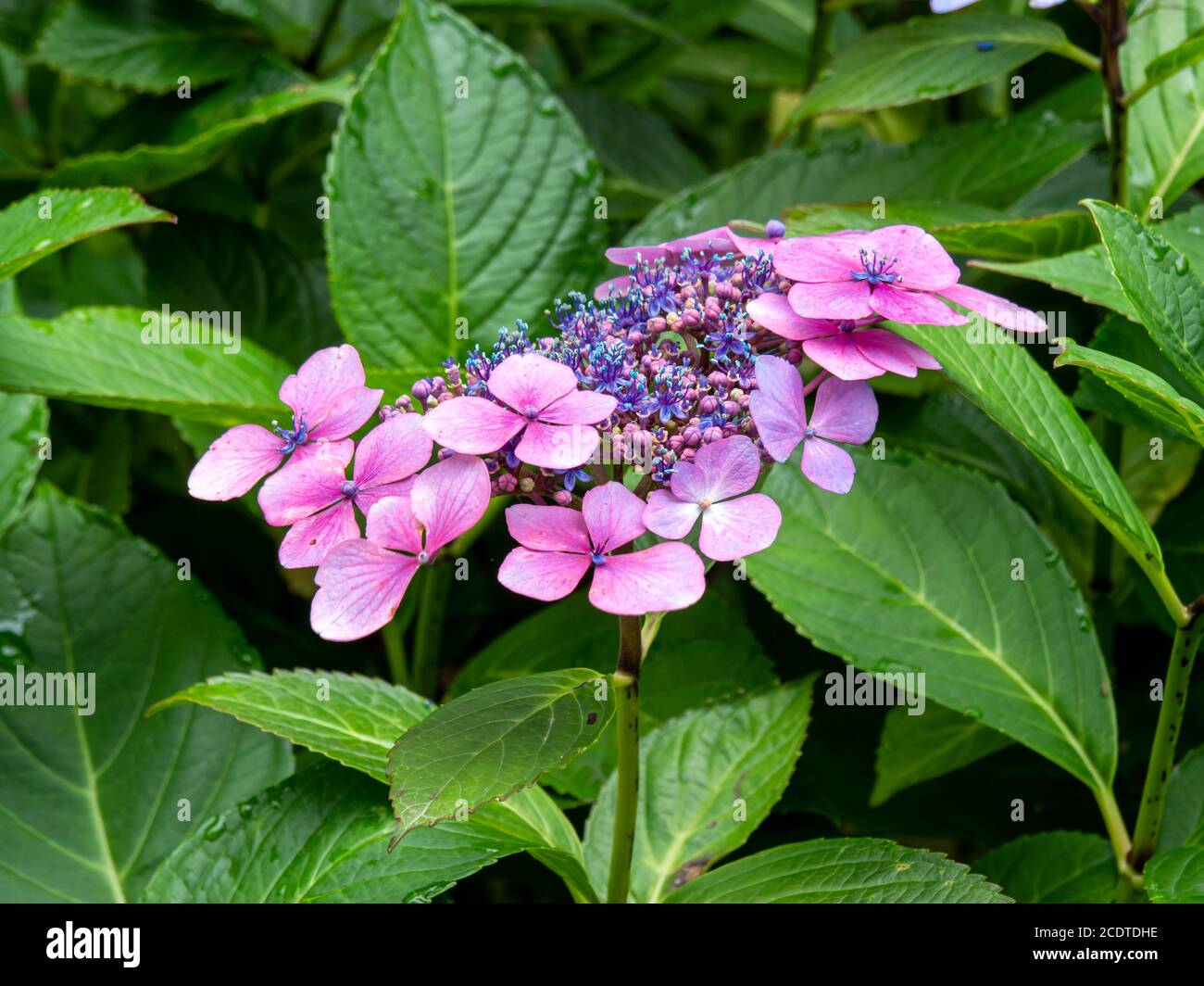 Graziosi fiori rosa e blu e foglie verdi su un Cespuglio di idrangea Foto Stock