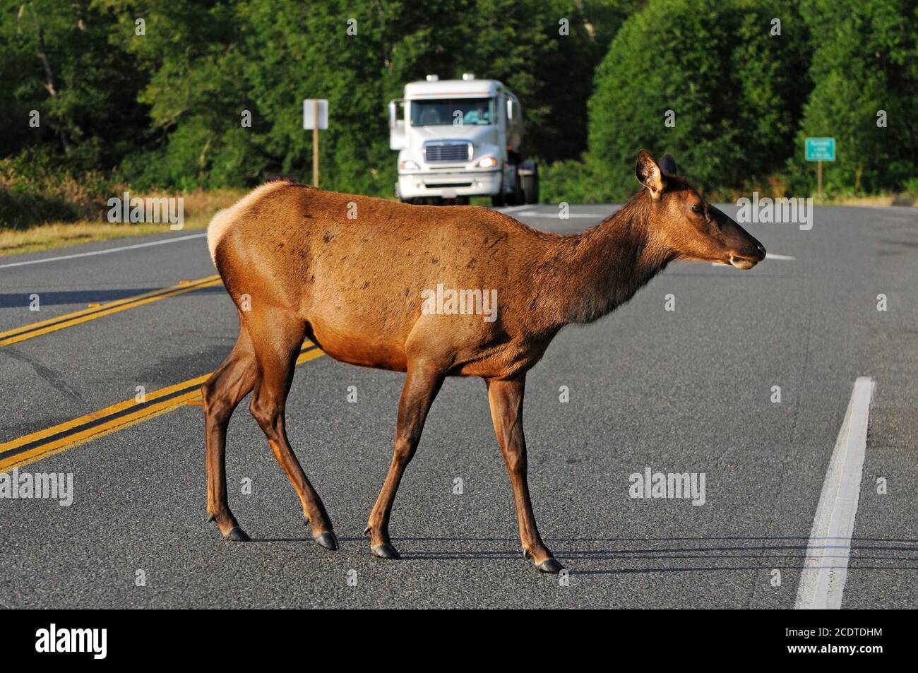 Elk Crossing Road, California, Stati Uniti Foto Stock