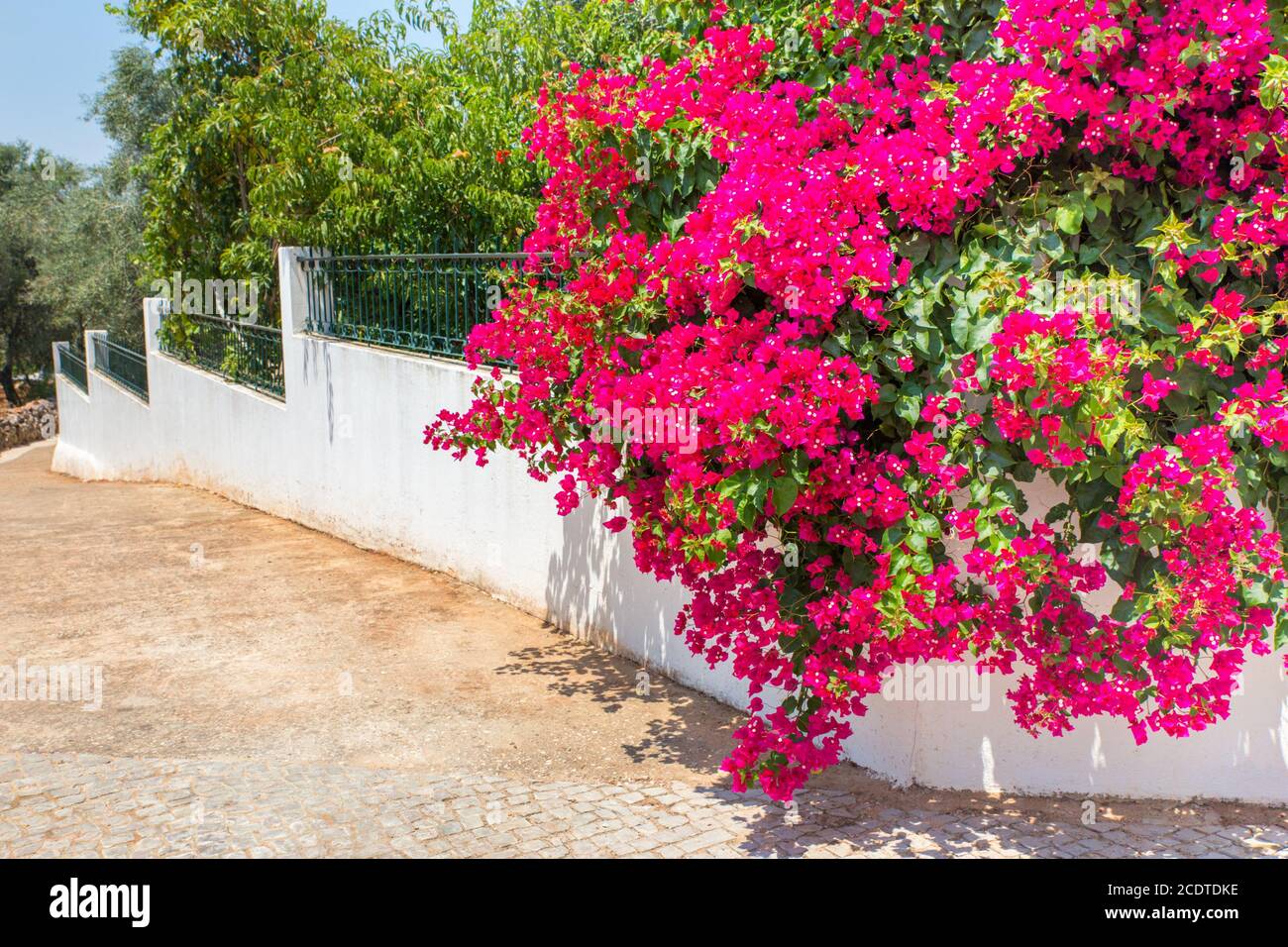 Fiori di bougainville rosso che fioriscono su una parete bianca Foto Stock