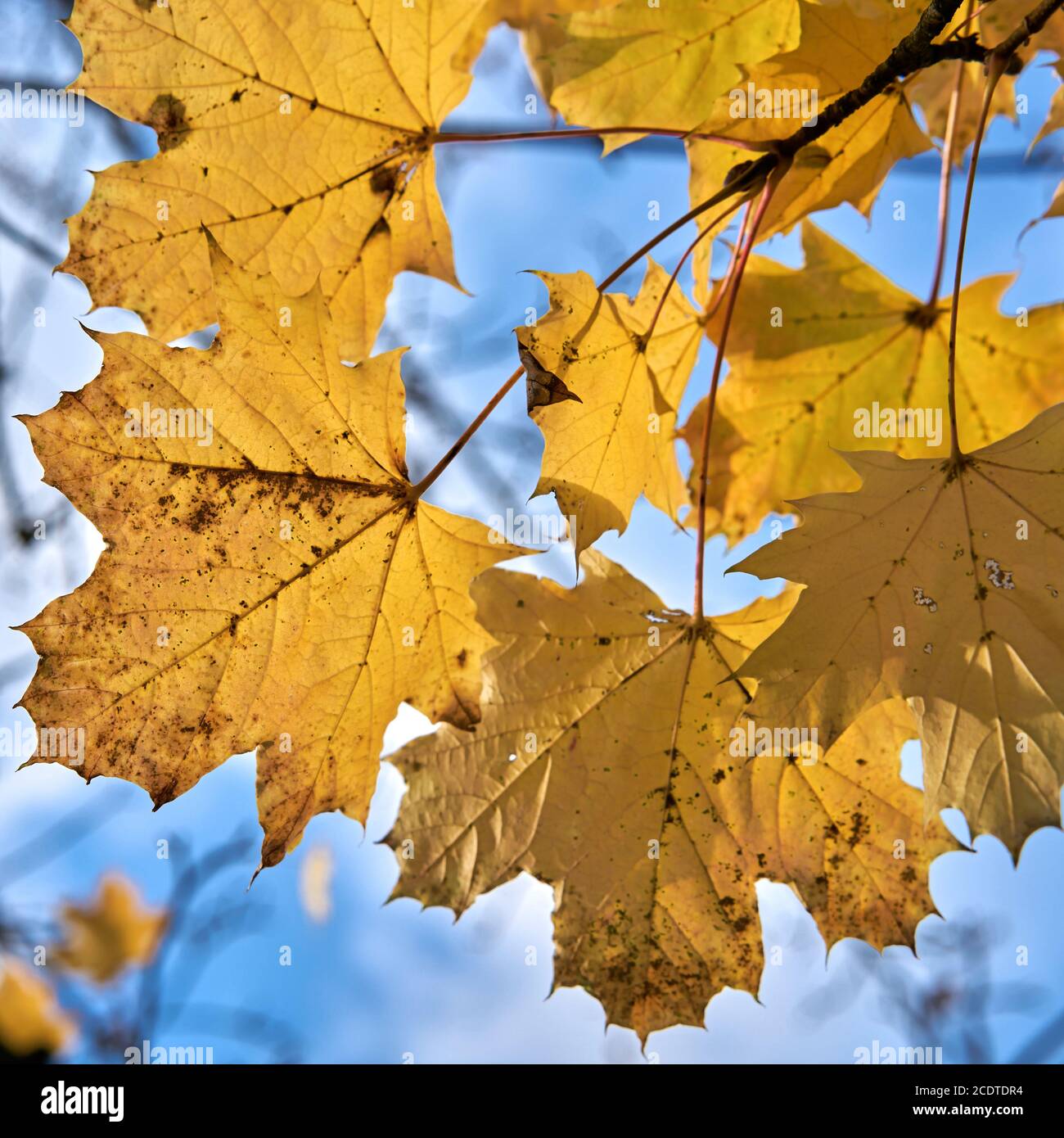 Foglie di un albero d'acero con colorazione gialla dell'autunno una foresta Foto Stock