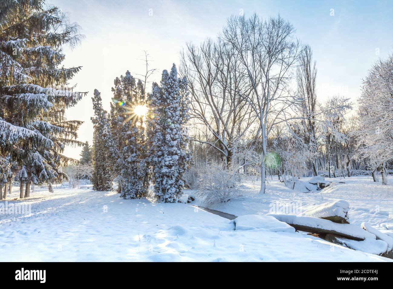 Prima neve in città parco con alberi secolari alberi sotto la neve fresca di sunrise Foto Stock