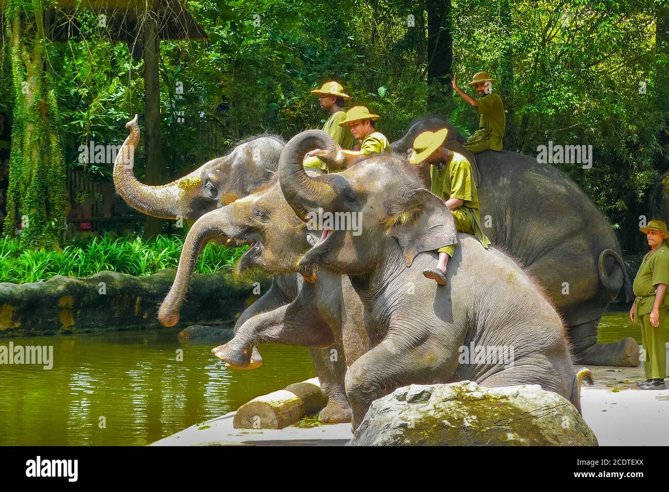 Spettacolo degli elefanti allo Zoo di Singapore Foto Stock