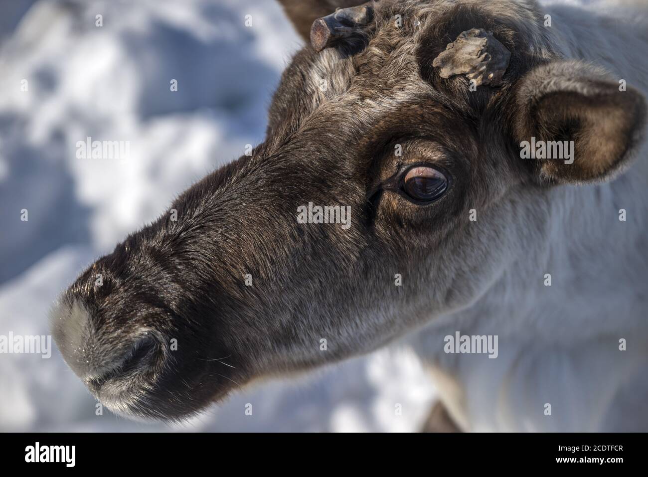 Primo piano di una renna Nenet nella neve, Yamalo-Nenets Autonomous Okrug, Russia Foto Stock