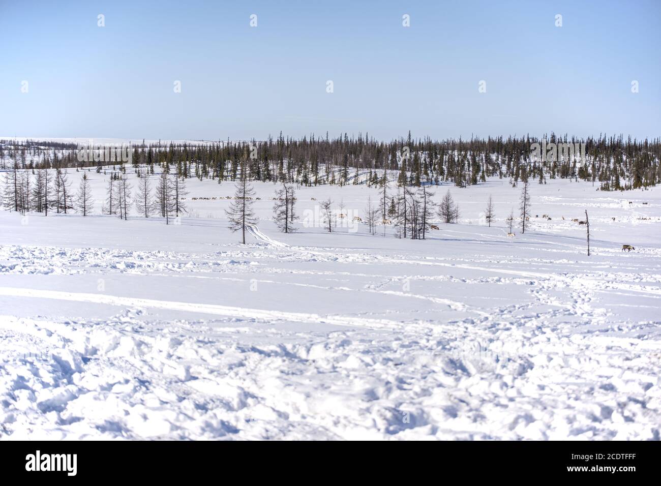 Notte Polare Congelata Nella Tundra Coperta Di Gelo Con Foresta Coperta Di  Neve E Strada Immagine Stock - Immagine di nave, bordo: 230029049