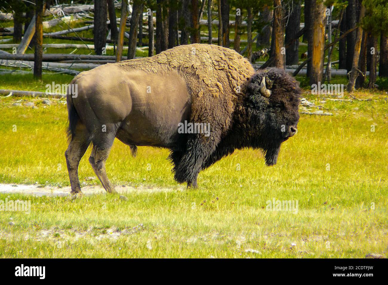 Bisonte americano in natura Foto Stock Bisonte americano in natura Foto Stock