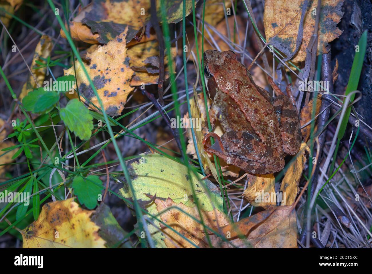 Ritratto di una rana di terra nella foresta da vicino. Foto Stock