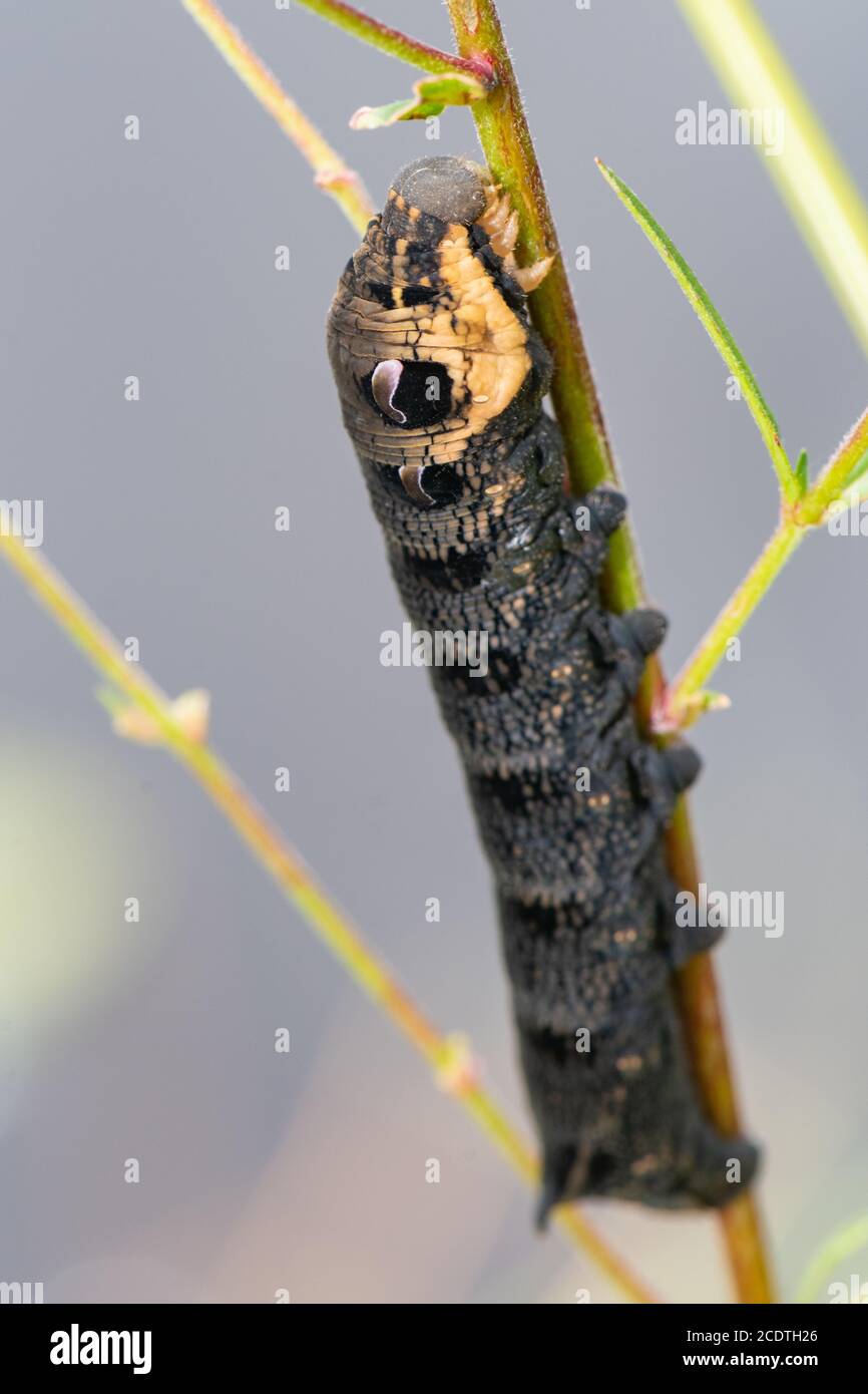 Elephant Hawk Moth caterpillar, (Deilephila elpenor), Castle Fraser, Aberdeenshire, Scozia, Regno Unito Foto Stock