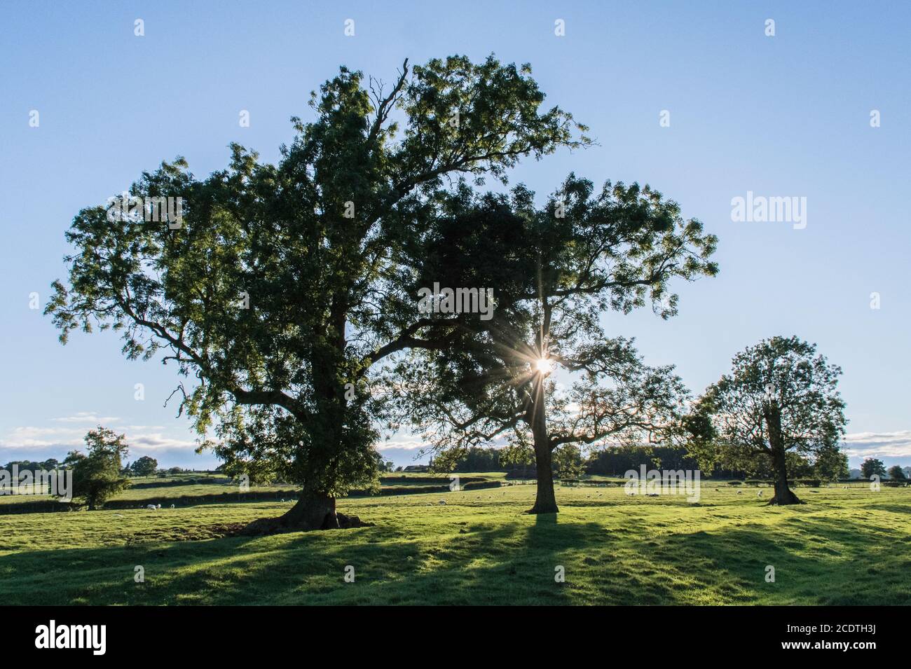 Sera luce del sole e alberi, Leicestershire Foto Stock