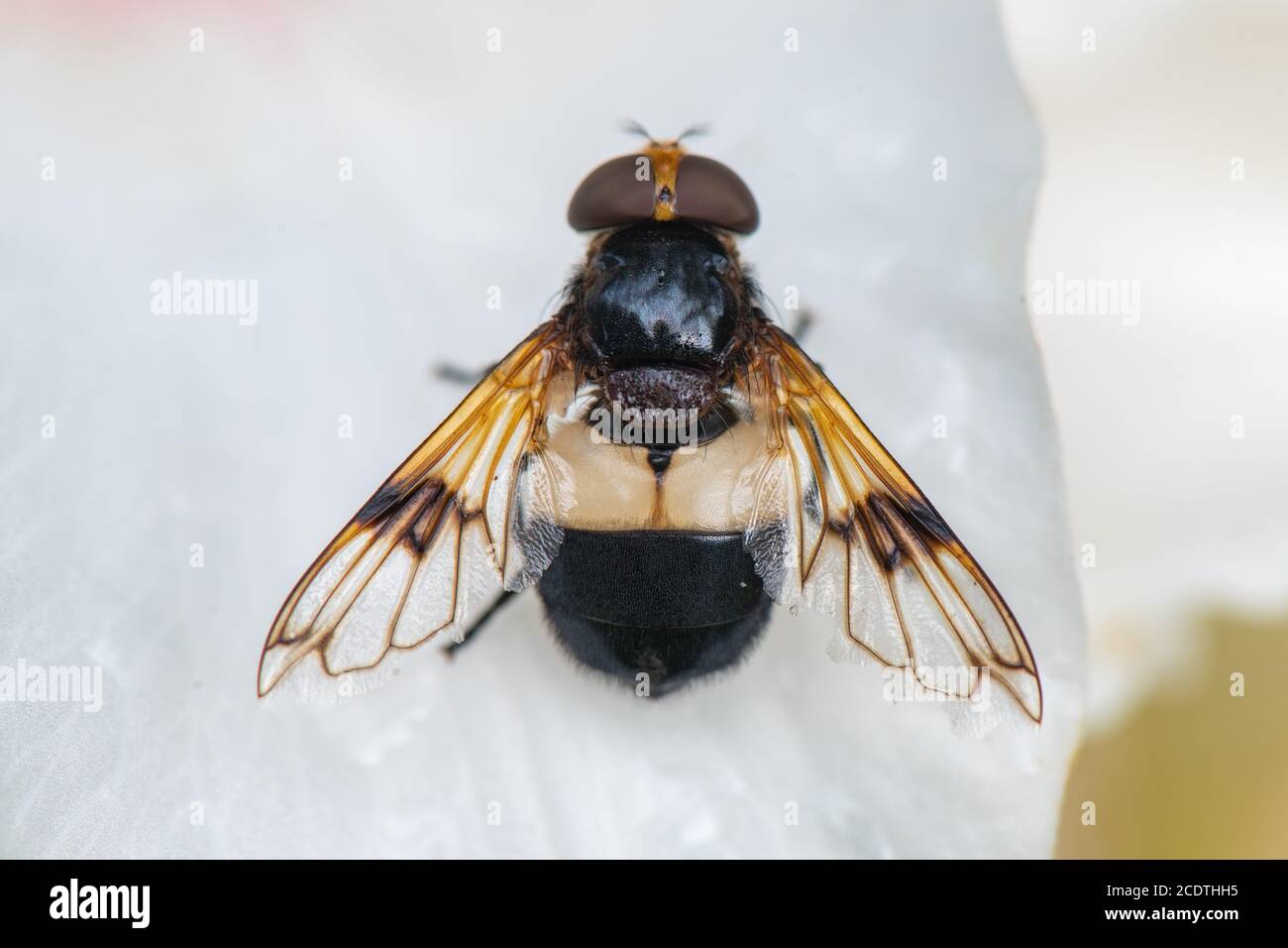 Great Pied Hoverfly, Volucella pellucens, su un fiore di giglio, Inverurie, Aberdeenshire, Scozia, Regno Unito. Foto Stock