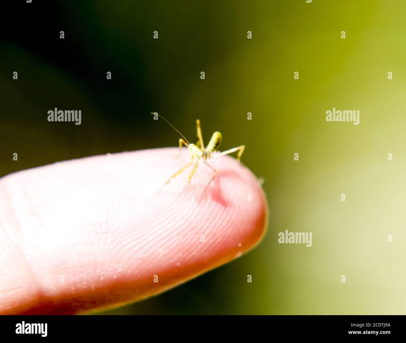 Larva della mantis. Ninfa mantis, insetto crescente. Foto Stock