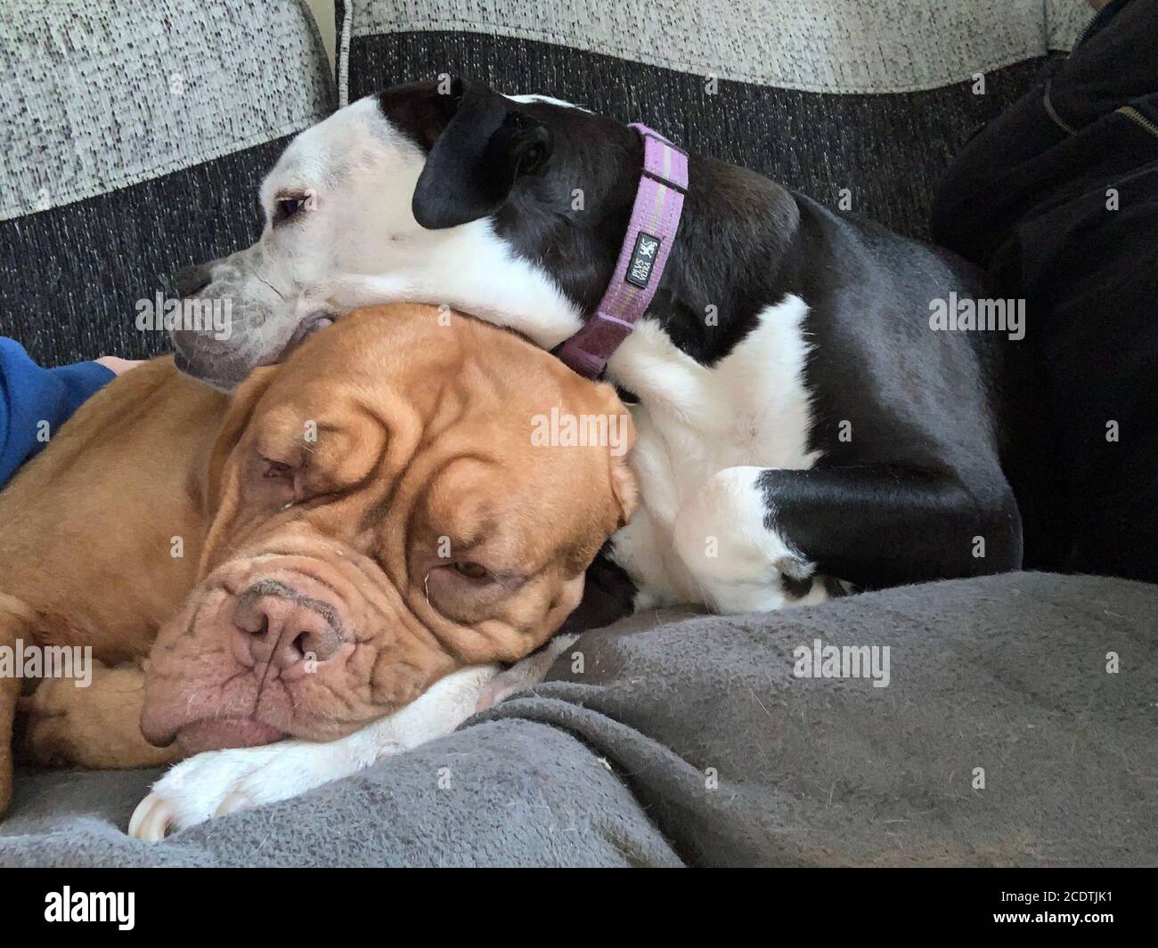 2 cani che snooking Foto Stock