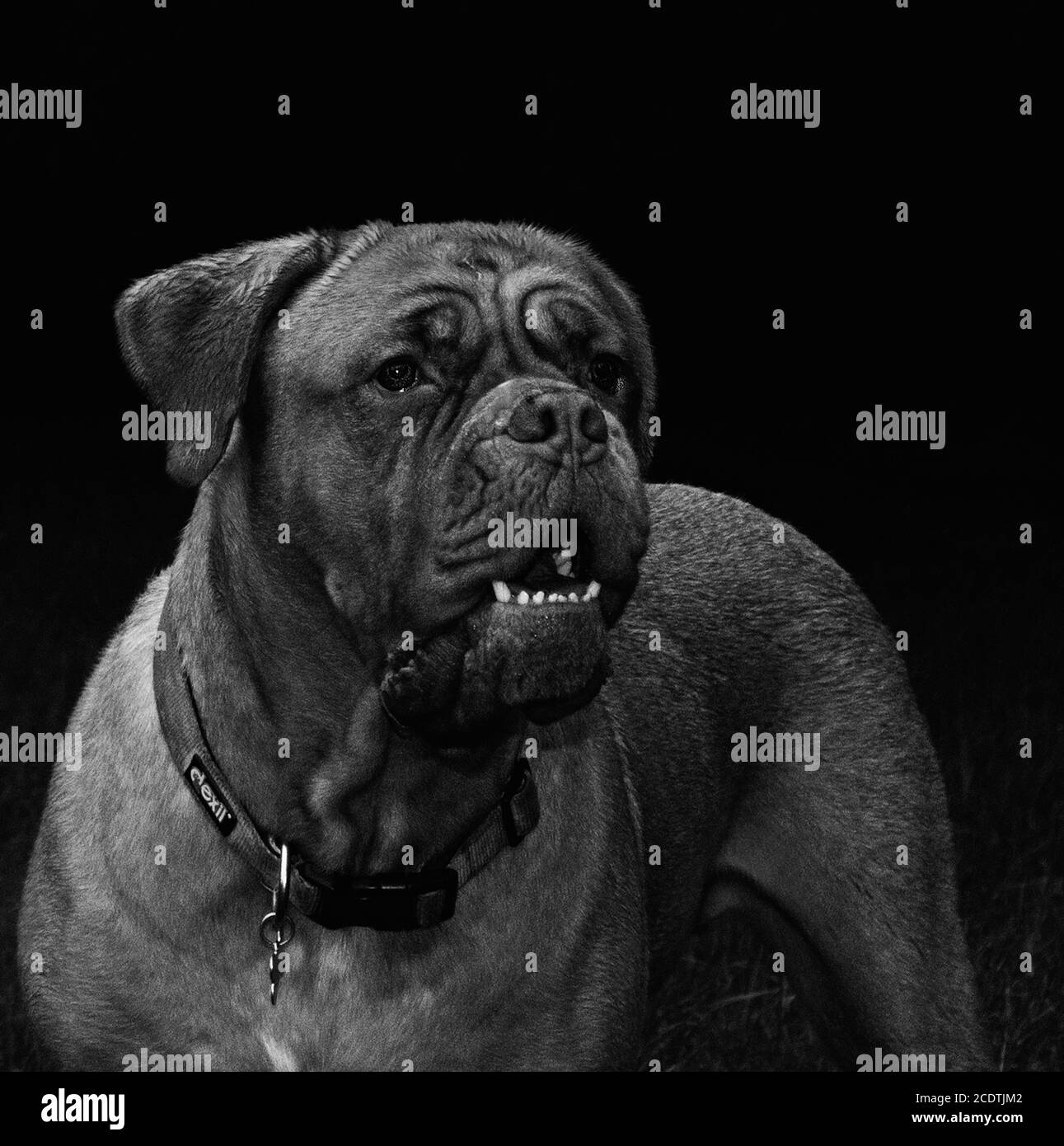 cane bagnato sfondo nero Foto Stock