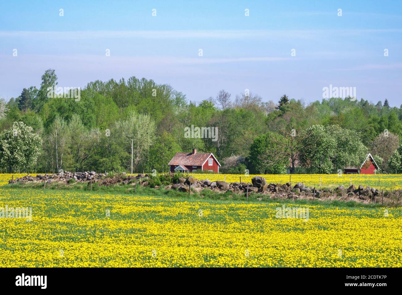 Dandelion fioriti su un campo in campagna con cottage sullo sfondo Foto Stock