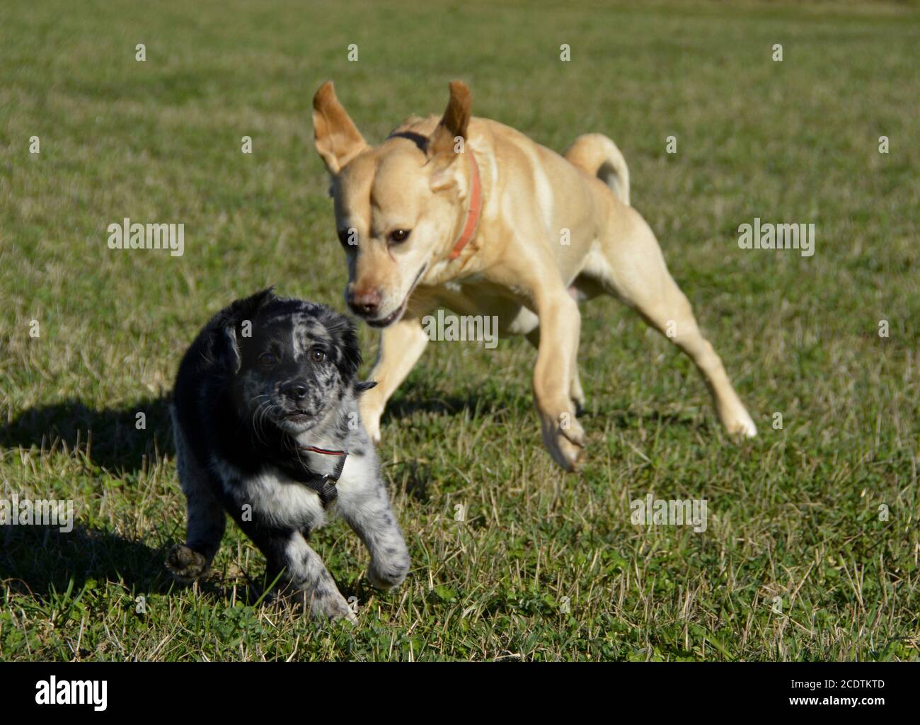 suonare da cani Foto Stock