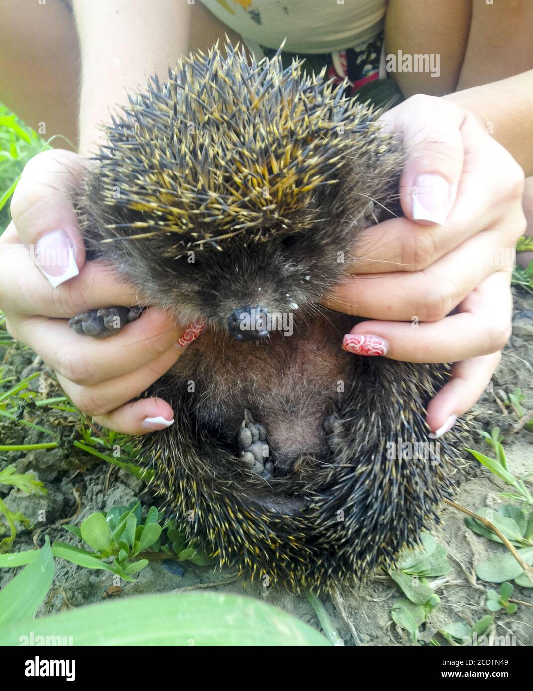 Hedgehog. Il mammifero prickly è un hedgehog. Foto Stock