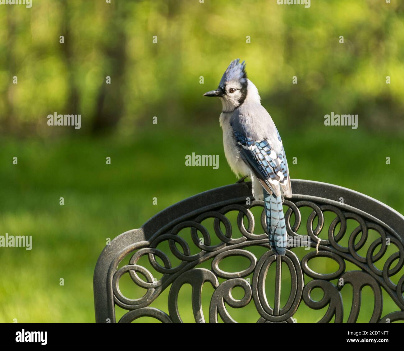Blue Jay su sedia in ferro battuto. Foto Stock