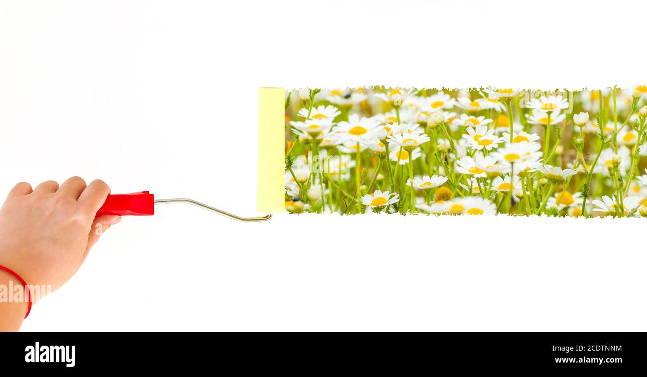 Una persona che dipinge margherite su una parete bianca con un spazzola a rullo Foto Stock