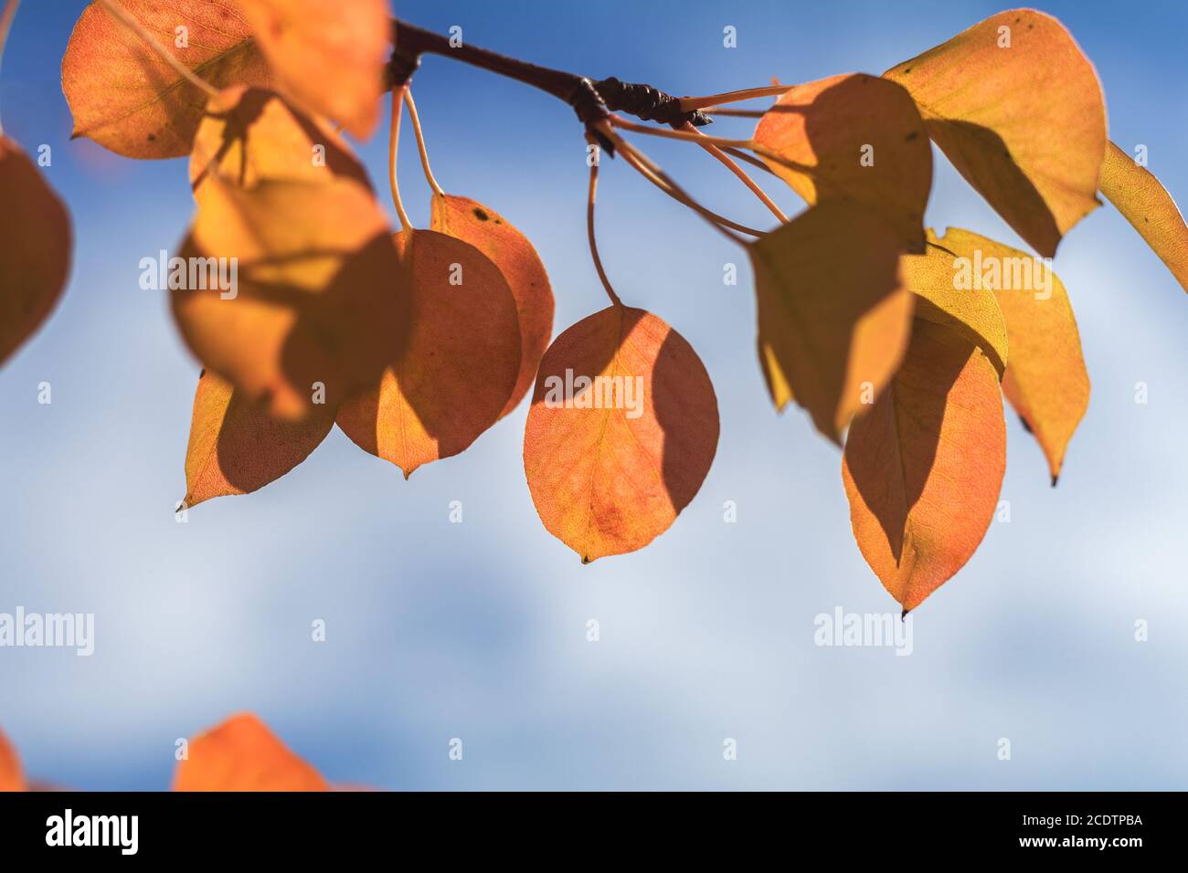 Pera di ramo con fogliame giallo rosso, foglie d'autunno su sfondo blu cielo al momento dell'autunno. Foto Stock