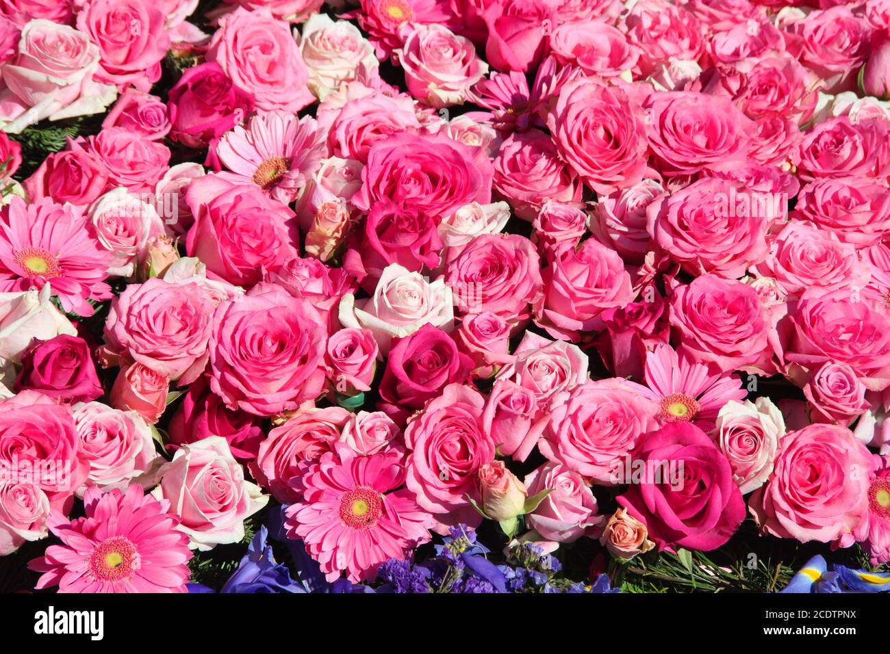 Gruppo di rose alla Rose Parade, California Foto Stock
