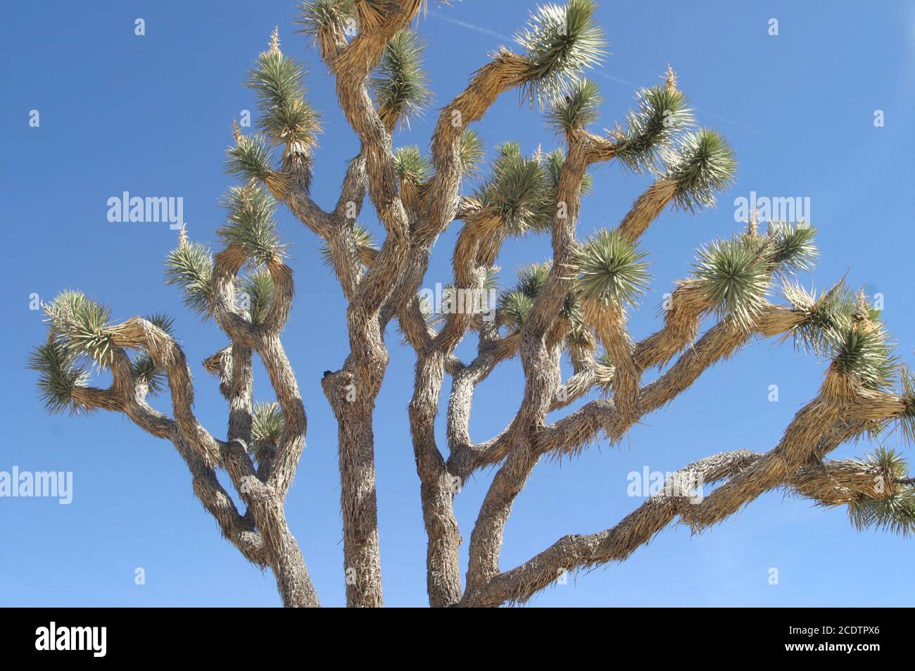 Parco nazionale di Joshua Tree Foto Stock