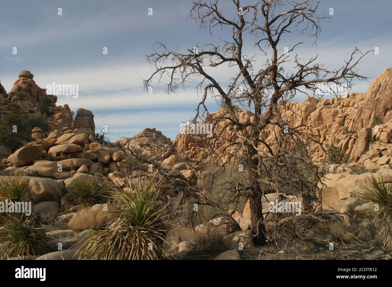 Parco nazionale di Joshua Tree Foto Stock