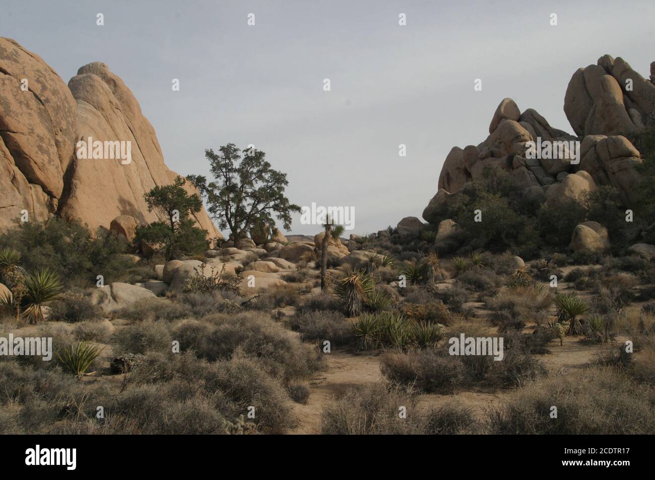 Parco nazionale di Joshua Tree Foto Stock