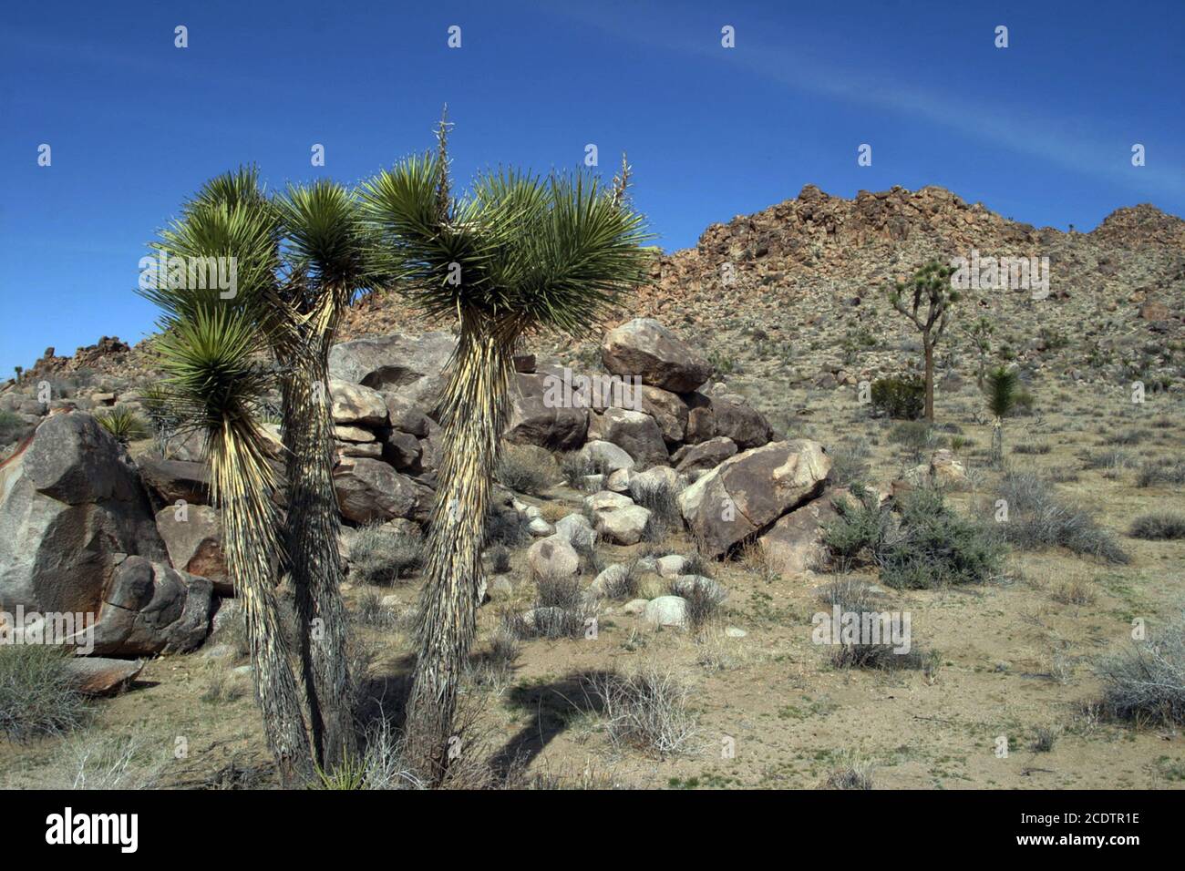 Parco nazionale di Joshua Tree Foto Stock