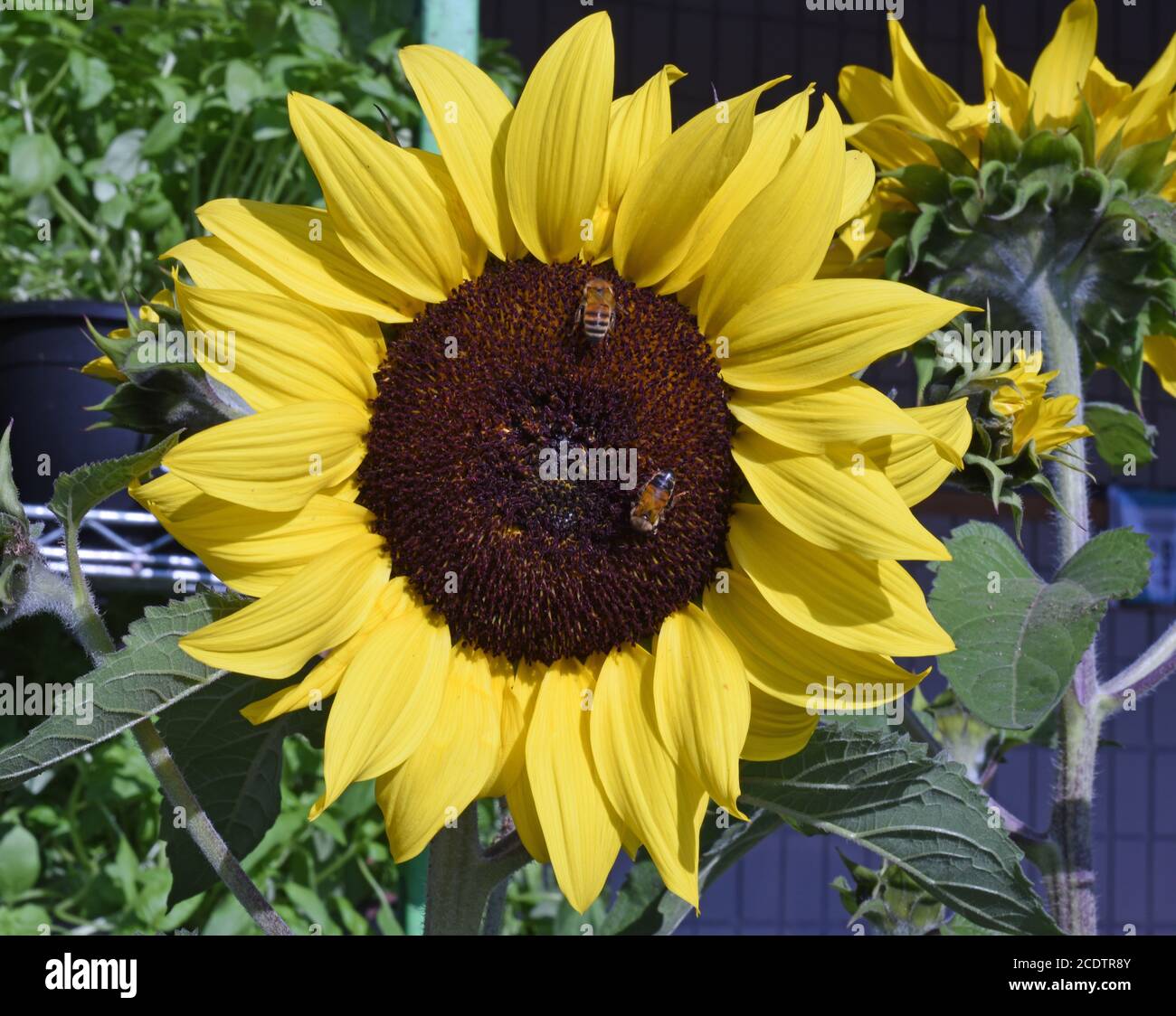 Api su un girasole Foto Stock