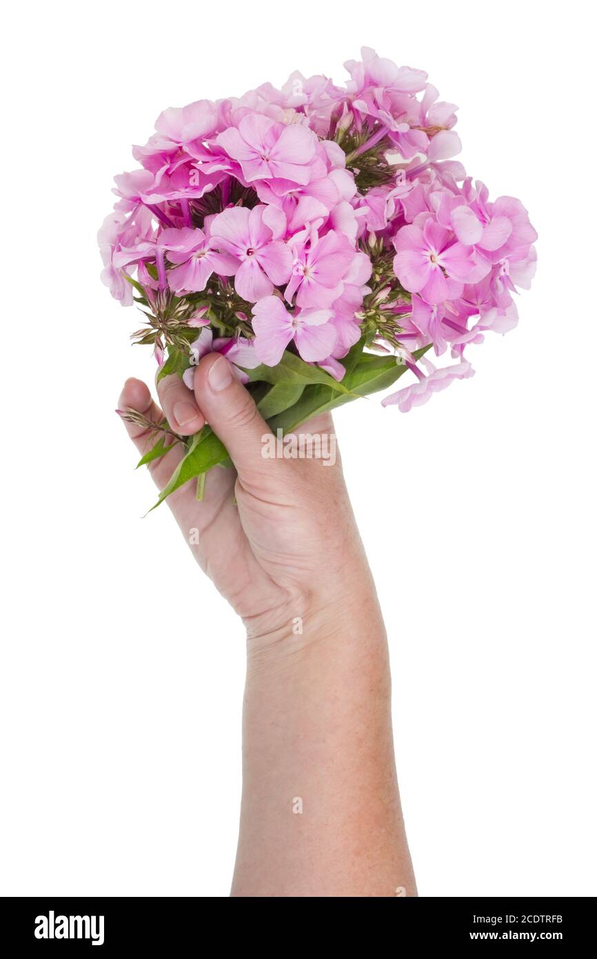 Donna che tiene un mazzo di fiori rosa estivi in lei mano Foto Stock
