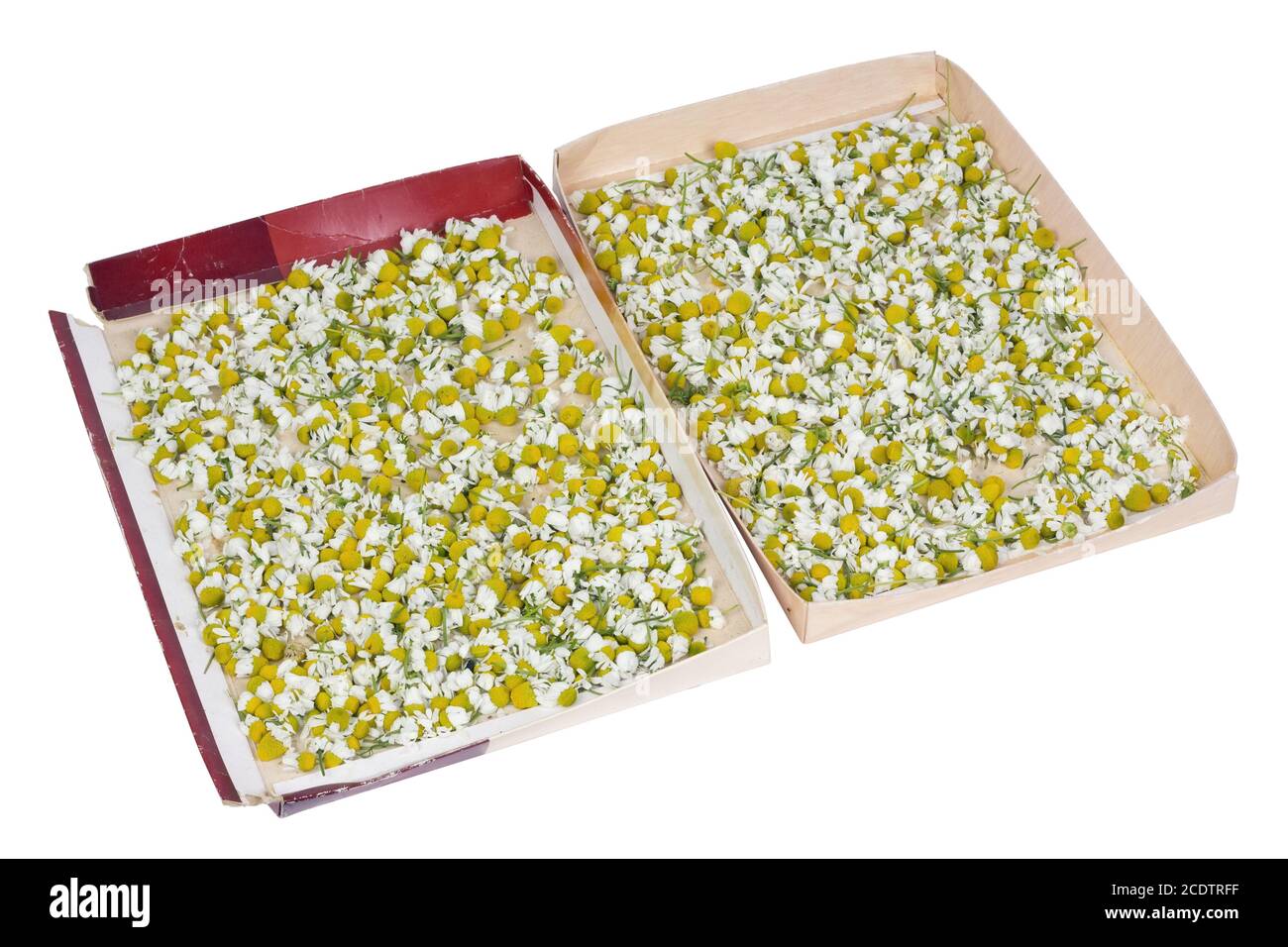 Il giardiniere povero asciuga i fiori delle margherite mediche in scatole di cartone da sotto dolci Foto Stock