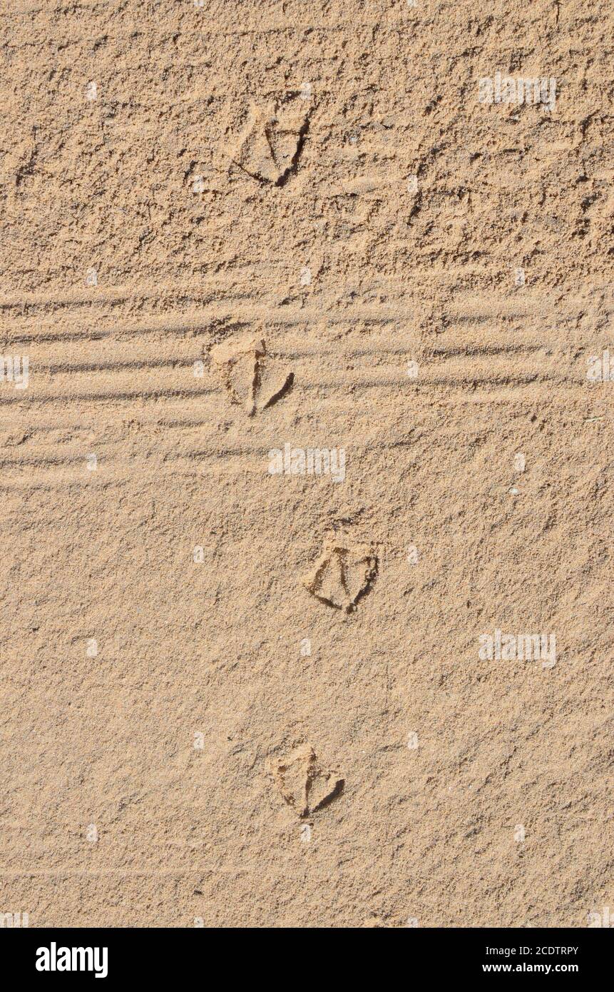 Sono state stampate tracce di un gabbiano e di una motocicletta la sabbia del mare Foto Stock
