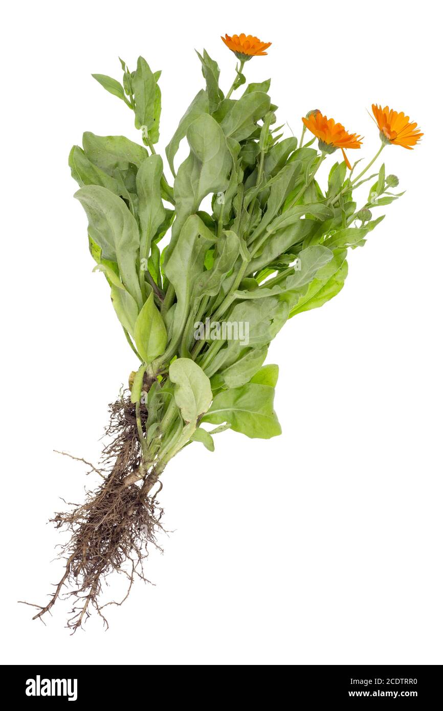 Un vero cespuglio estivo di marigold medico con radici, foglie e fiori Foto Stock