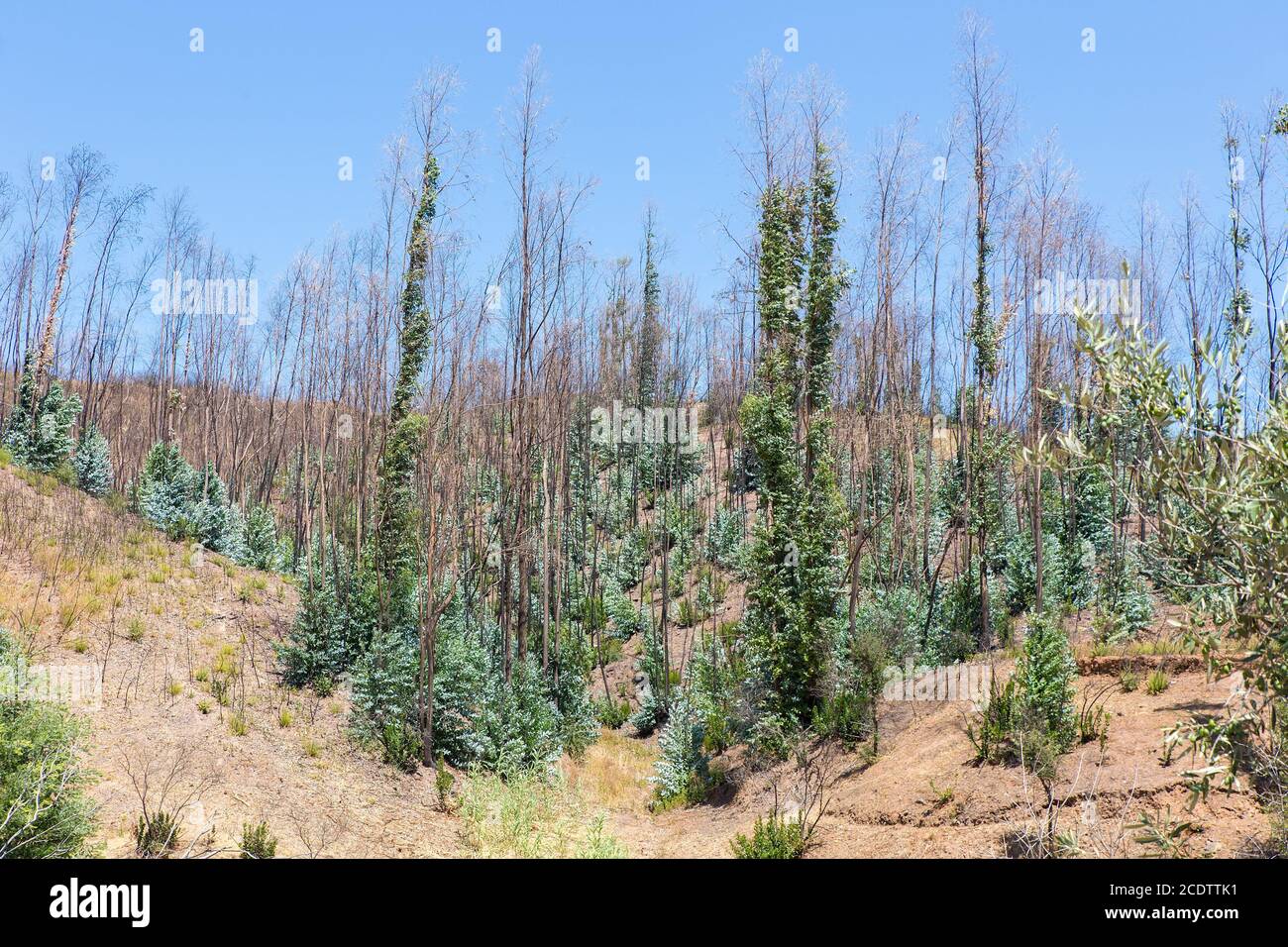Bruciato e recuperare alberi di eucalipto in Portogallo Foto Stock