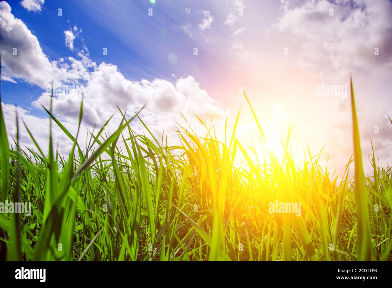 Estate verde erba e cielo Foto Stock