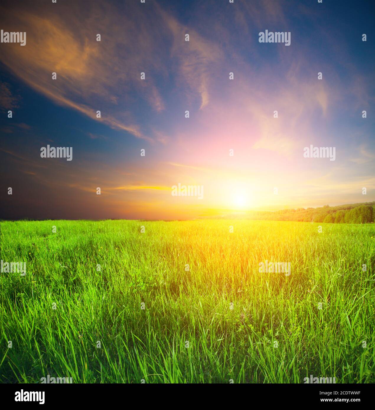 Campo verde e splendido tramonto Foto Stock