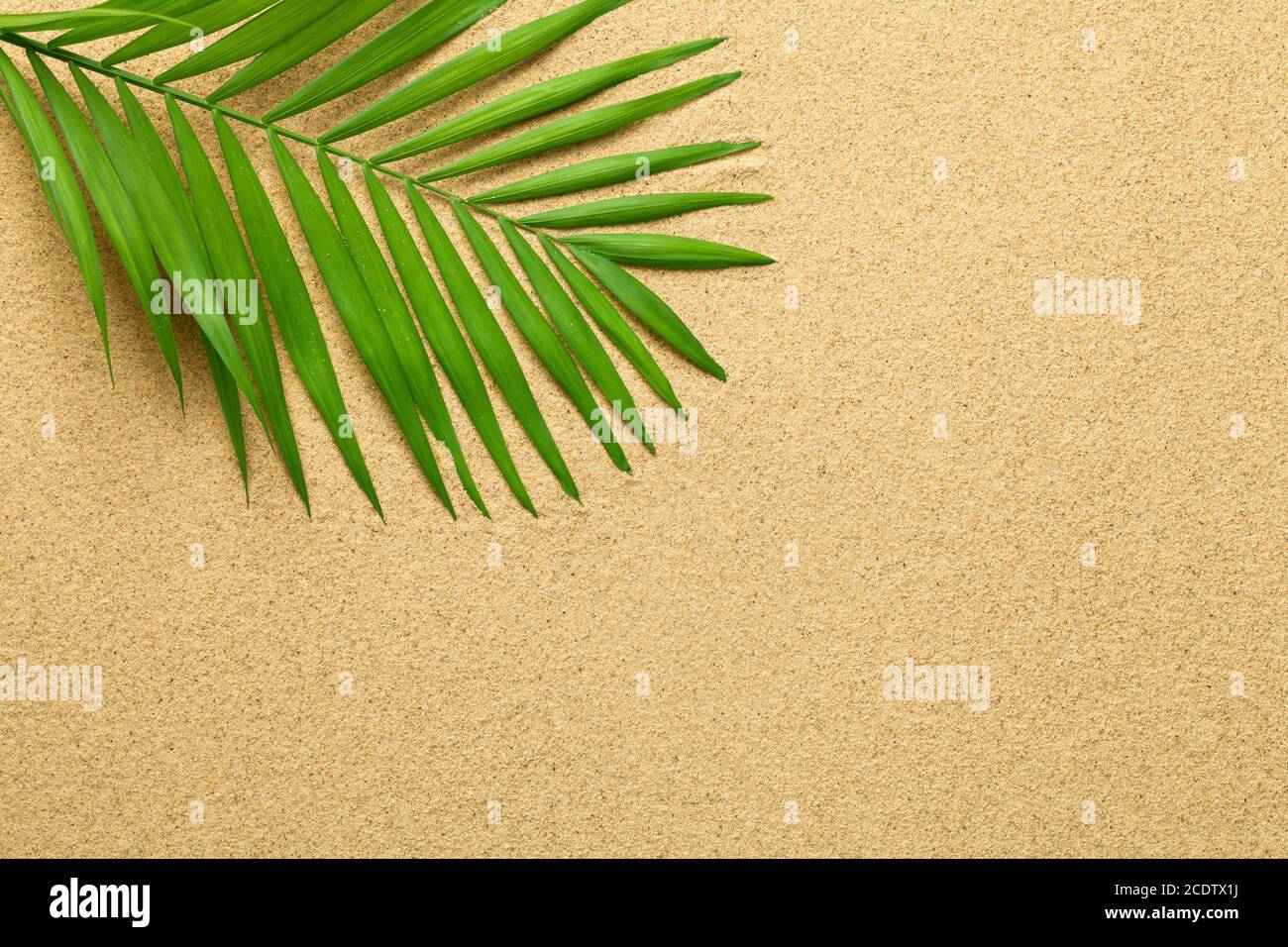 Sfondo estivo con foglia di palma verde Foto Stock